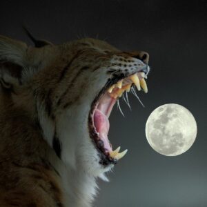 lynx, moon, yawning